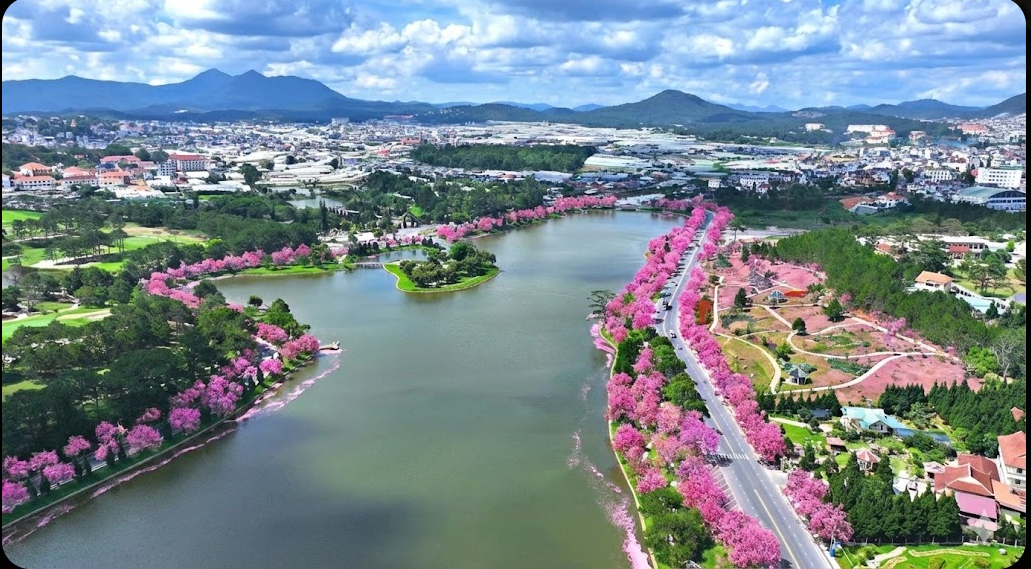 Tầm nhìn dài hạn - rừng Anh Đào quanh hồ Xuân Hương
